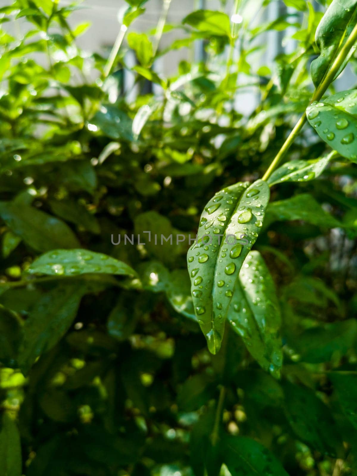 Small green leaves of small bushes full of water drops of morning dew