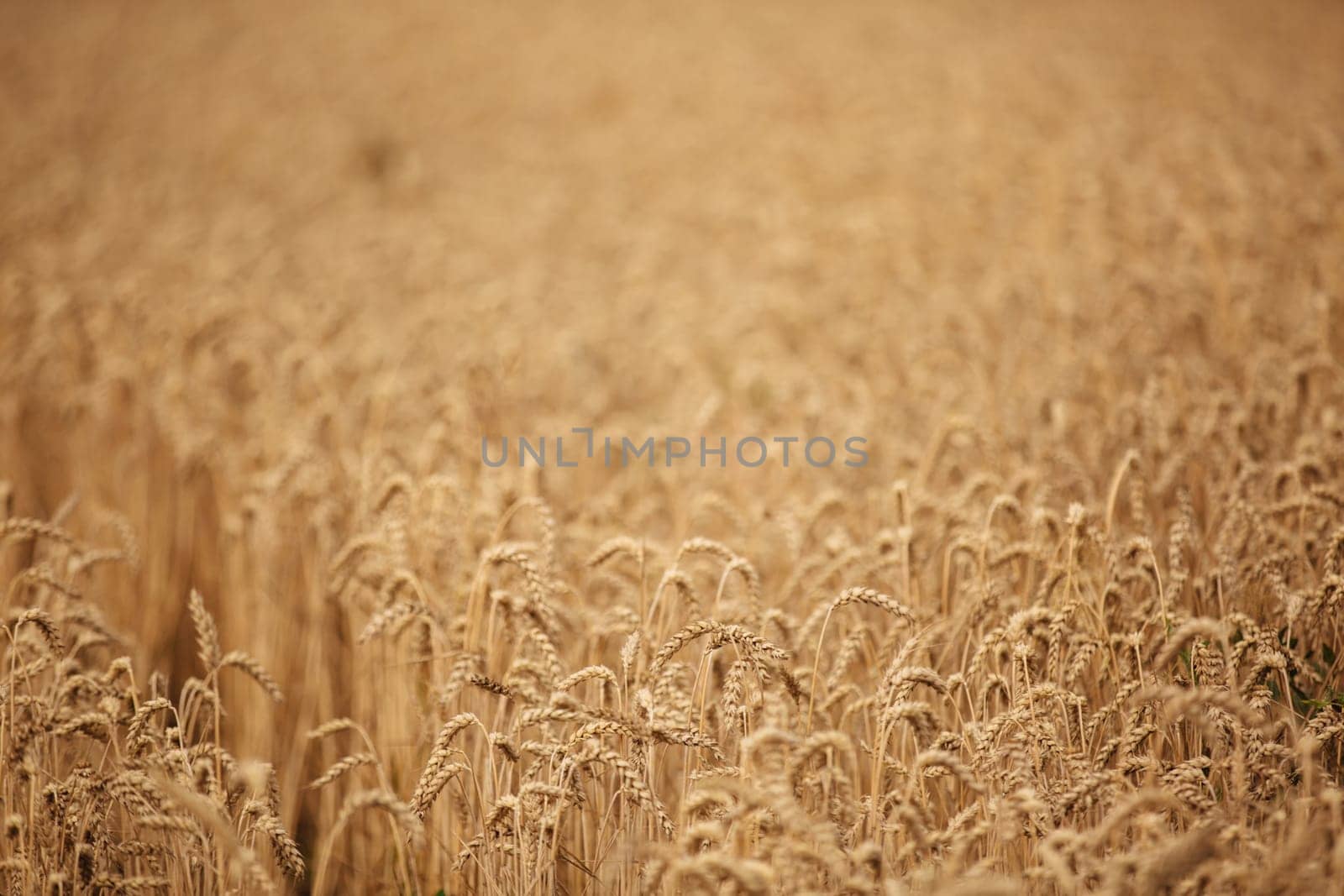 Ears of golden wheat closeup. Wheat field. Beautiful wheat ears background. fresh crop of wheat