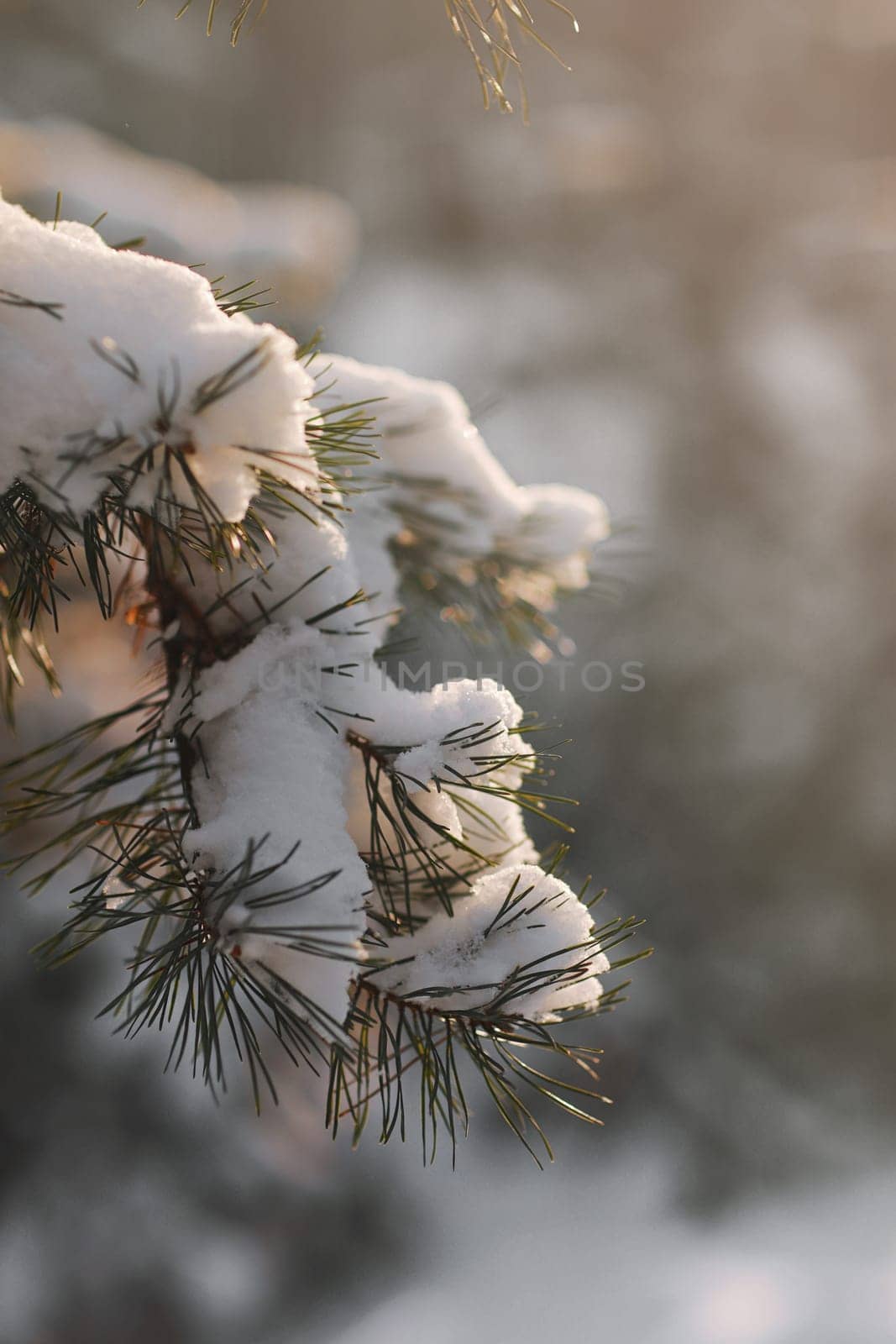 Winter pine tree branches covered with snow. Frozen tree branch in winter forest. Christmas evergreen spruce tree with fresh snow