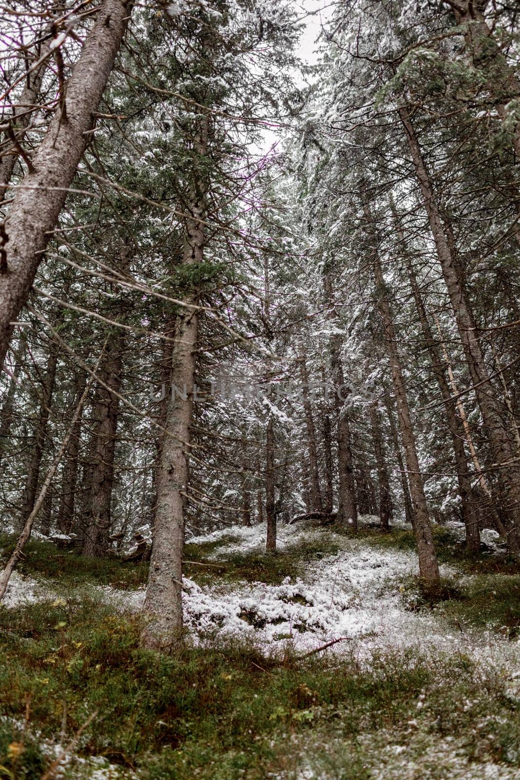 landscape snow trees dense forest in winter. Morske Oko