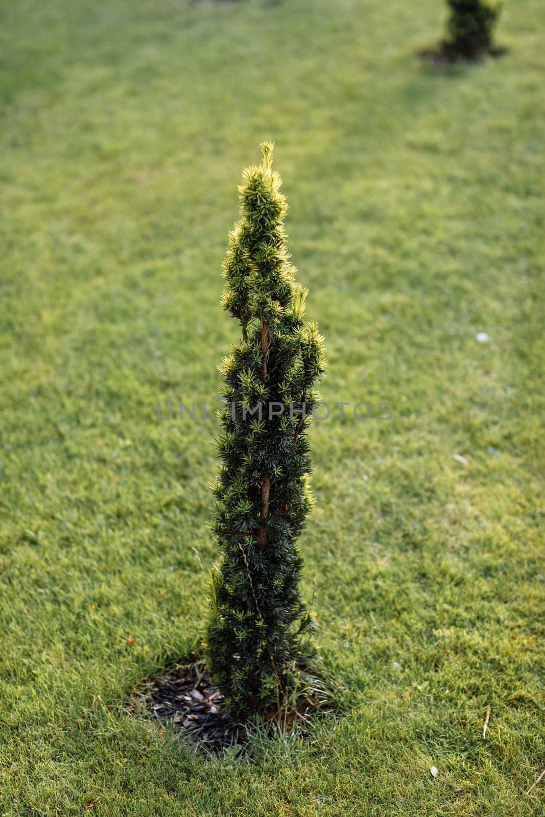 Canadian spruce, beautiful green. The use of Canadian fir in ornamental landscaping. Decorative coniferous evergreen tree.