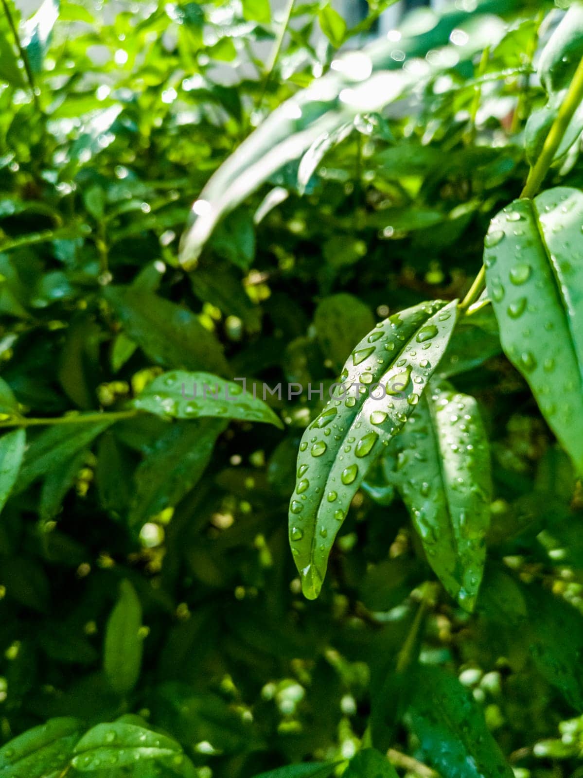 Small green leaves of small bushes full of water drops of morning dew