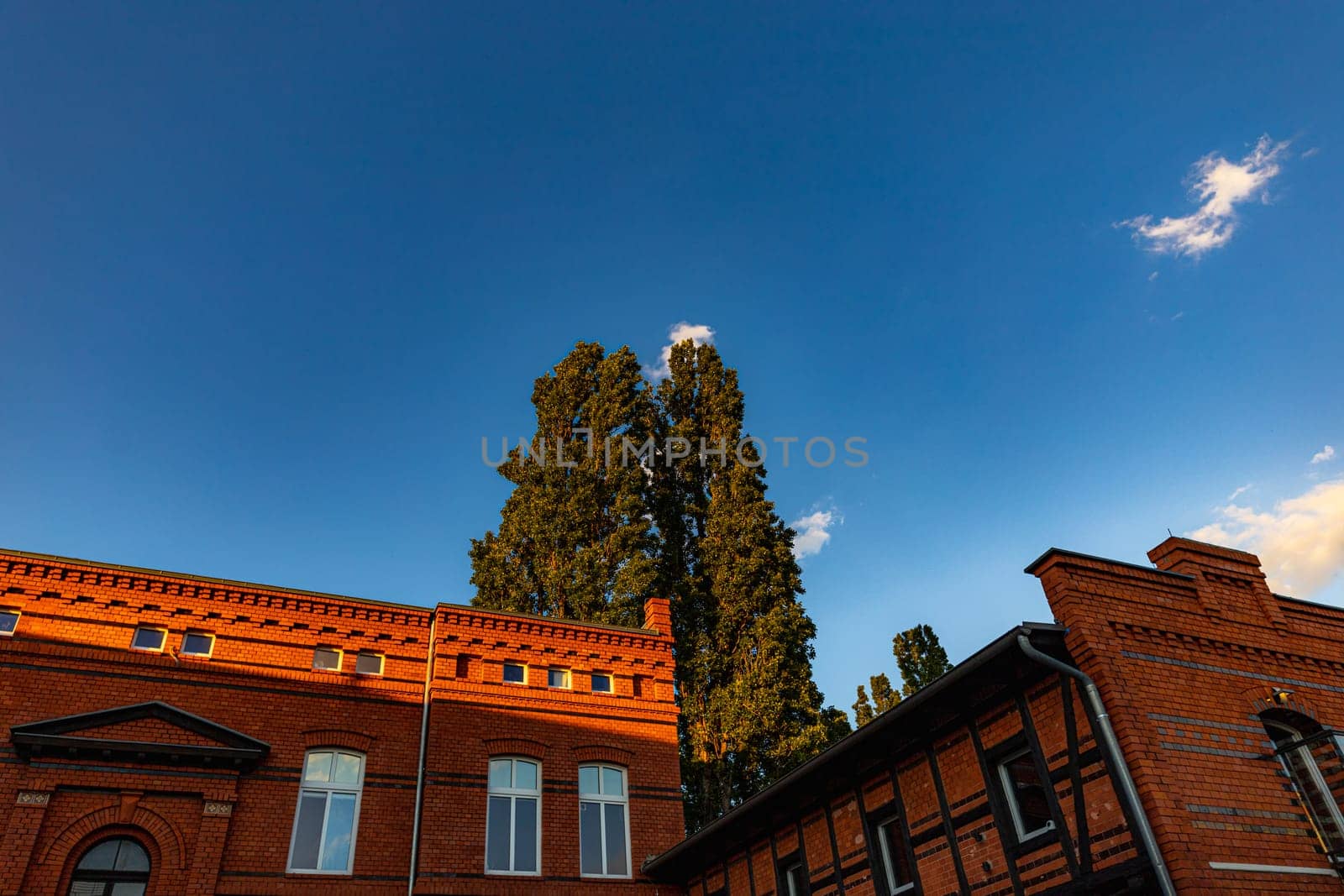 A tall tree between two renovated brick buildings on a sunny cloudless afternoon by Wierzchu