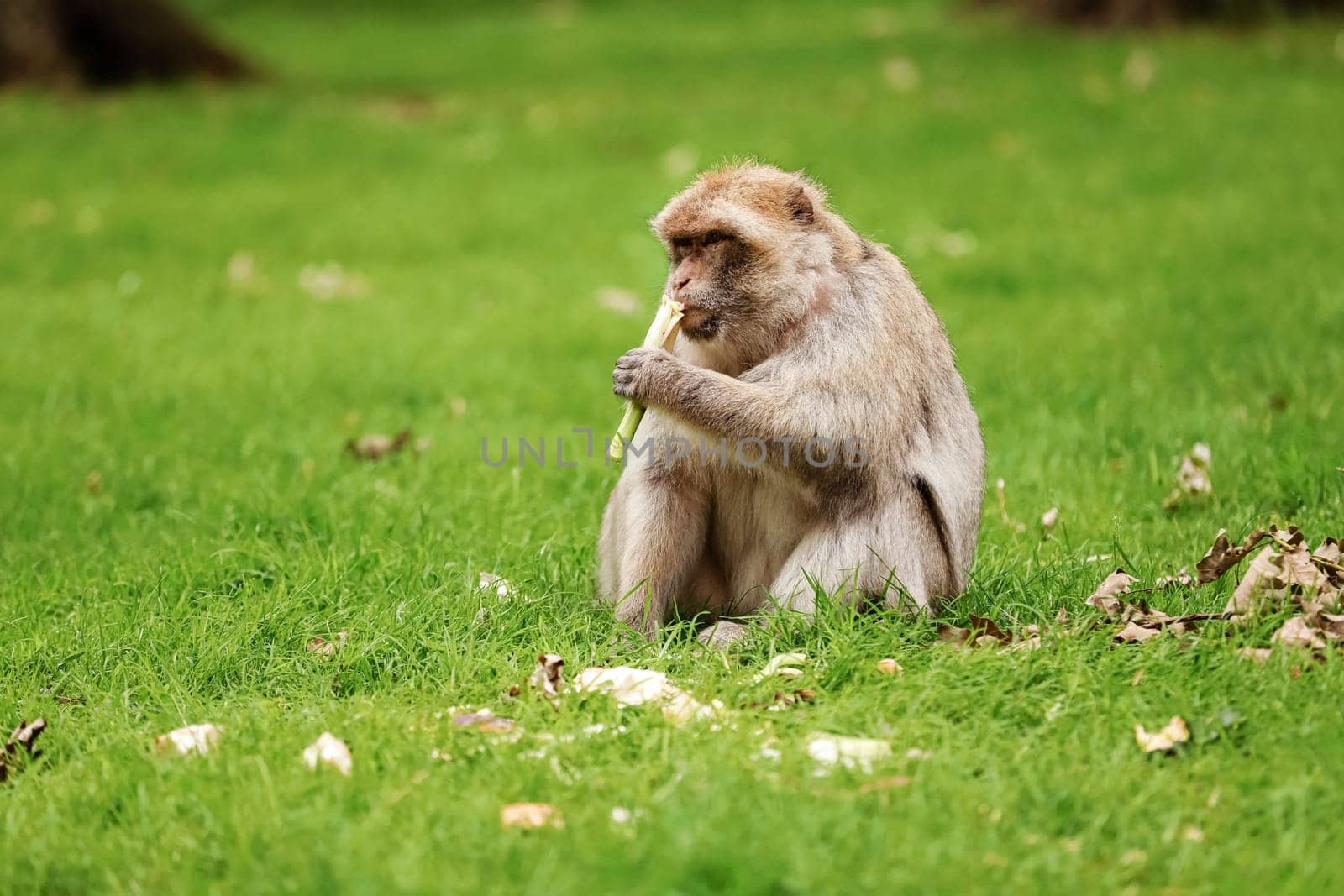 Macaque on the grass. Little popular monkey. monkey in the zoo on the grass