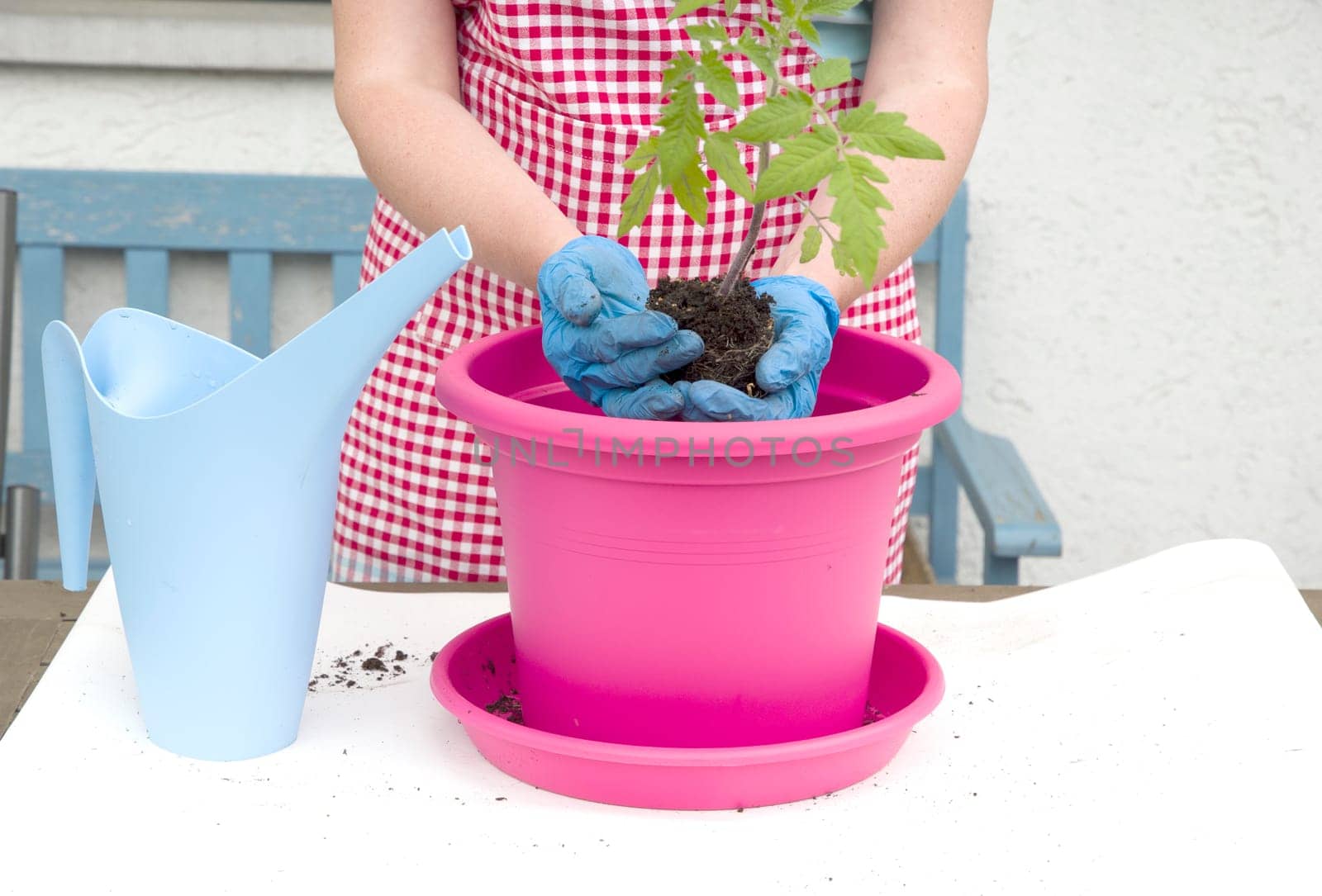 a woman gardener in gloves transplants seedlings of tomatoes into large pots, seasonal spring work in the home garden, high quality photo