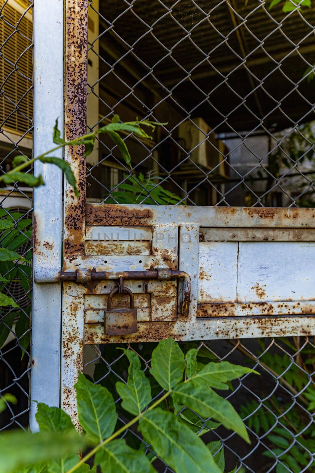 Old rusty gate closed with an old rusty padlock which is surrounded by bushes by Wierzchu