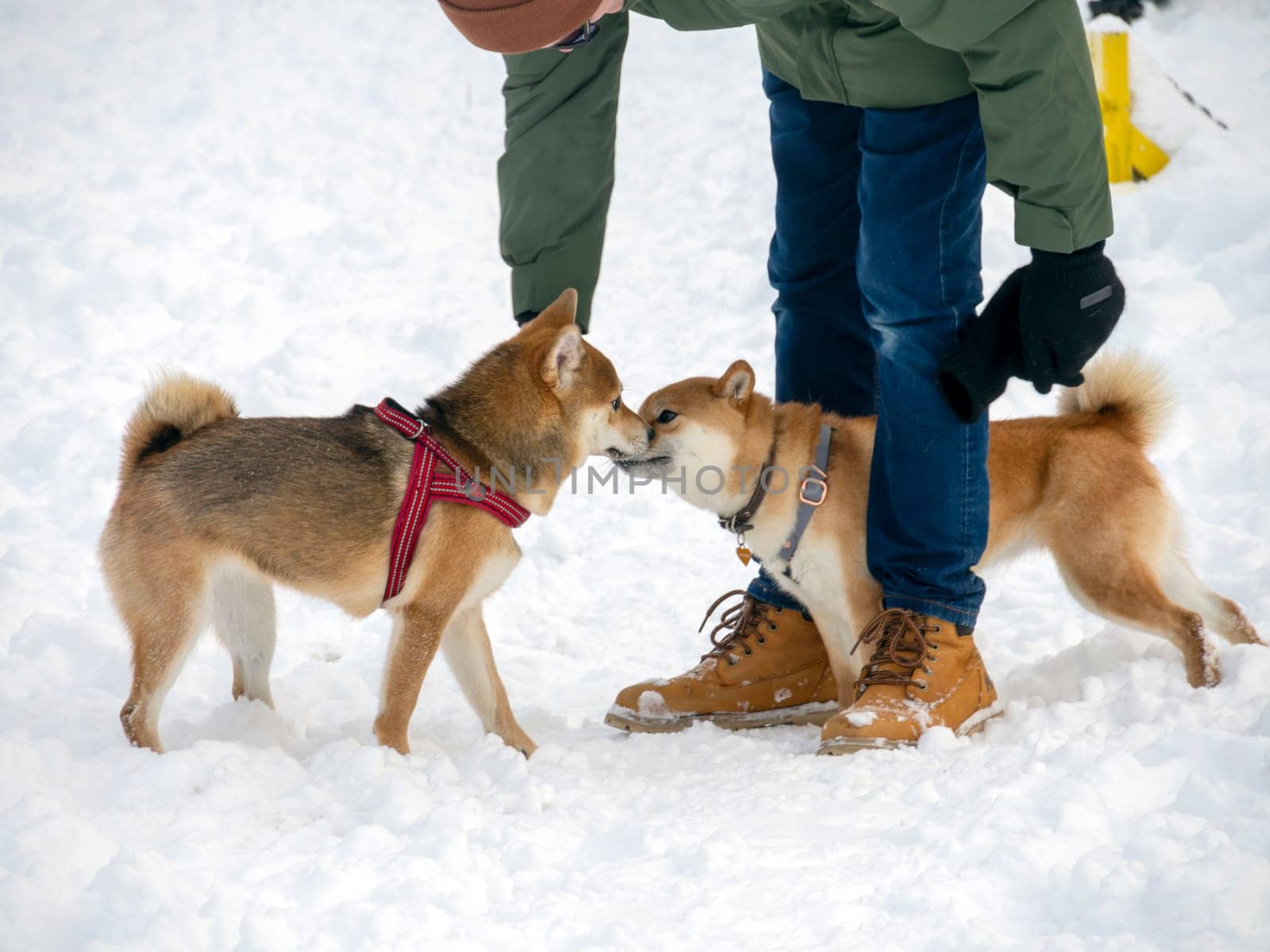 Japanese red coat dog is in winter forest. Portrait of beautiful Shiba inu male standing in the forest on the snow and trees background. High quality photo. Walk in winter