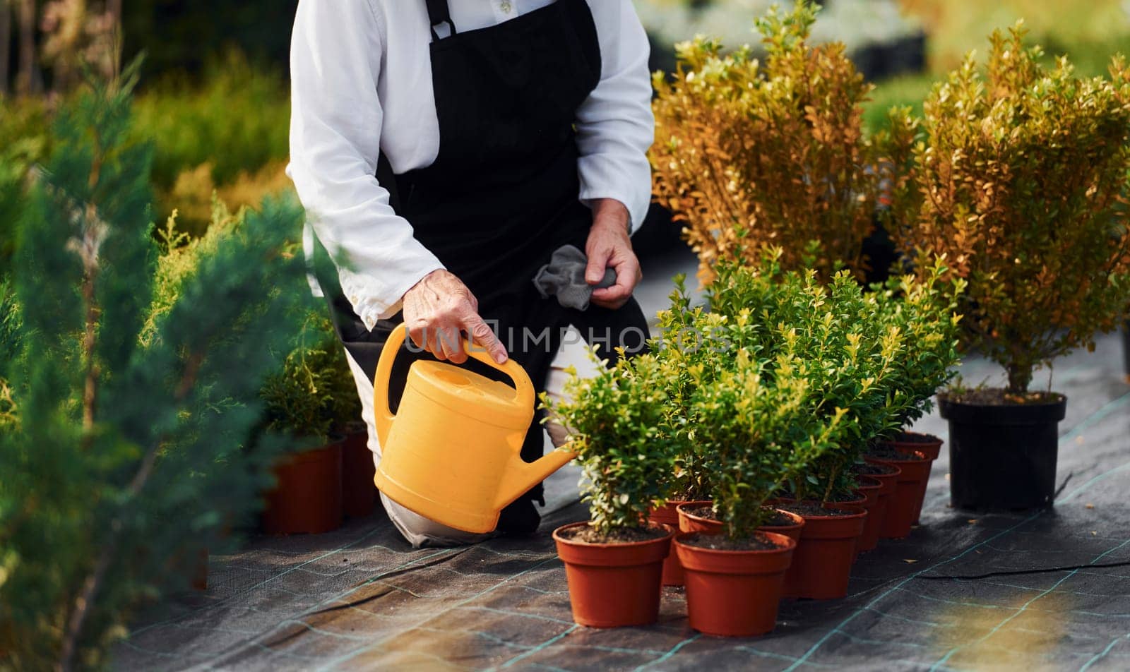 Watering plants. Senior woman is in the garden at daytime.