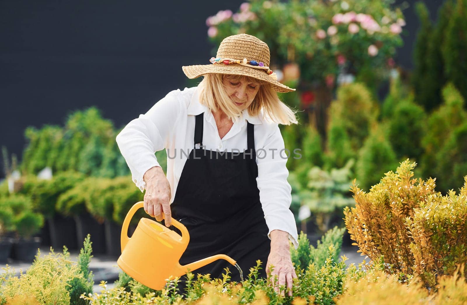 Watering plants. Senior woman is in the garden at daytime by Standret