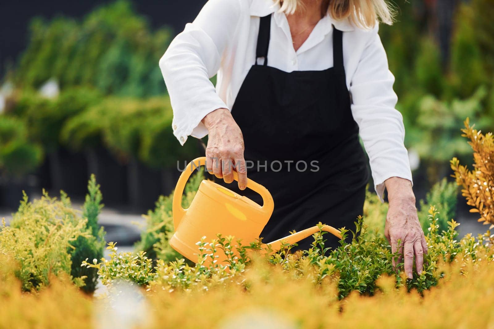 Watering plants. Senior woman is in the garden at daytime by Standret