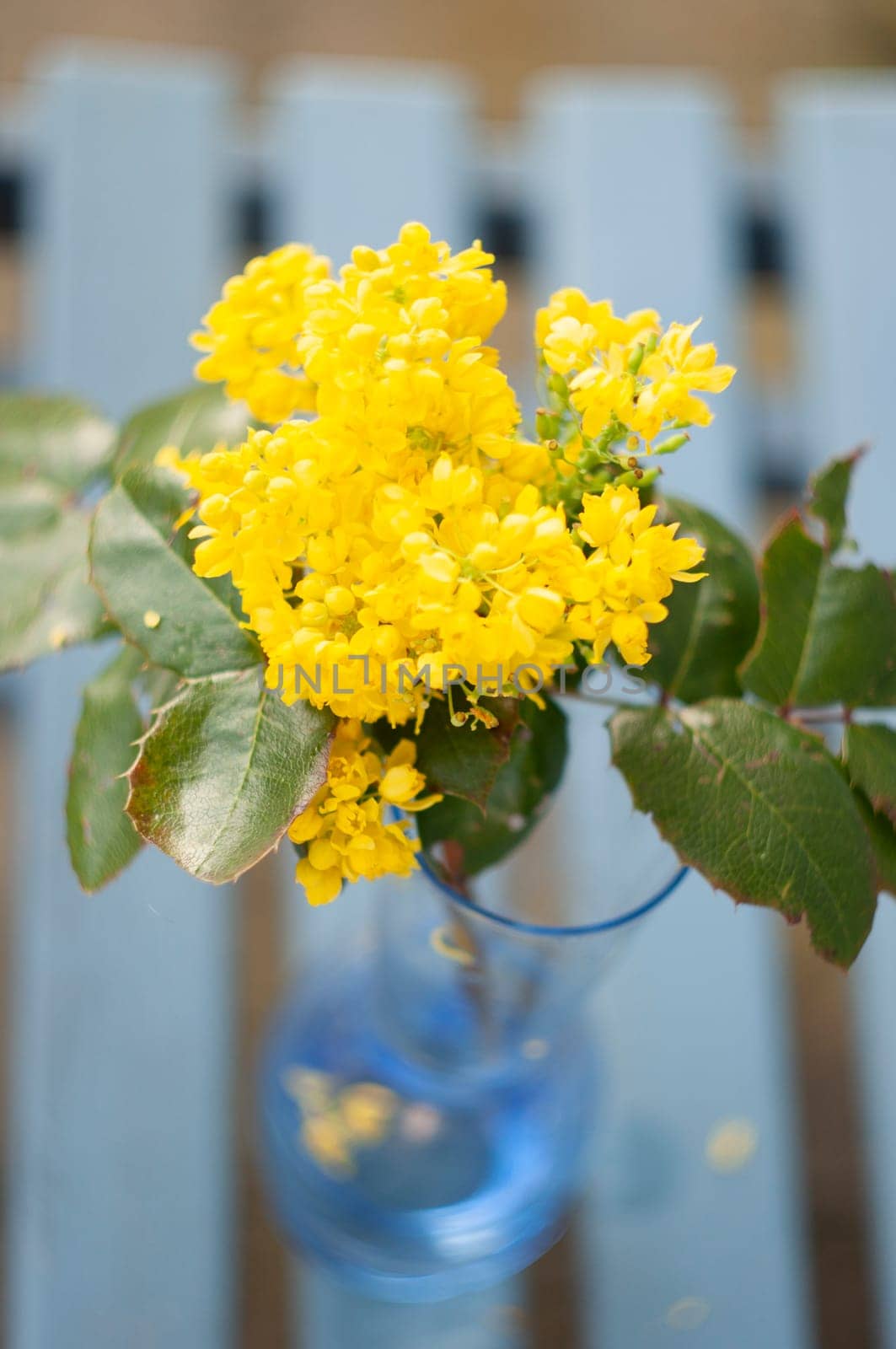 selective focus,bouquet of spring yellow holly flowers in blue vase on the bench, still life minimalism, High quality photo