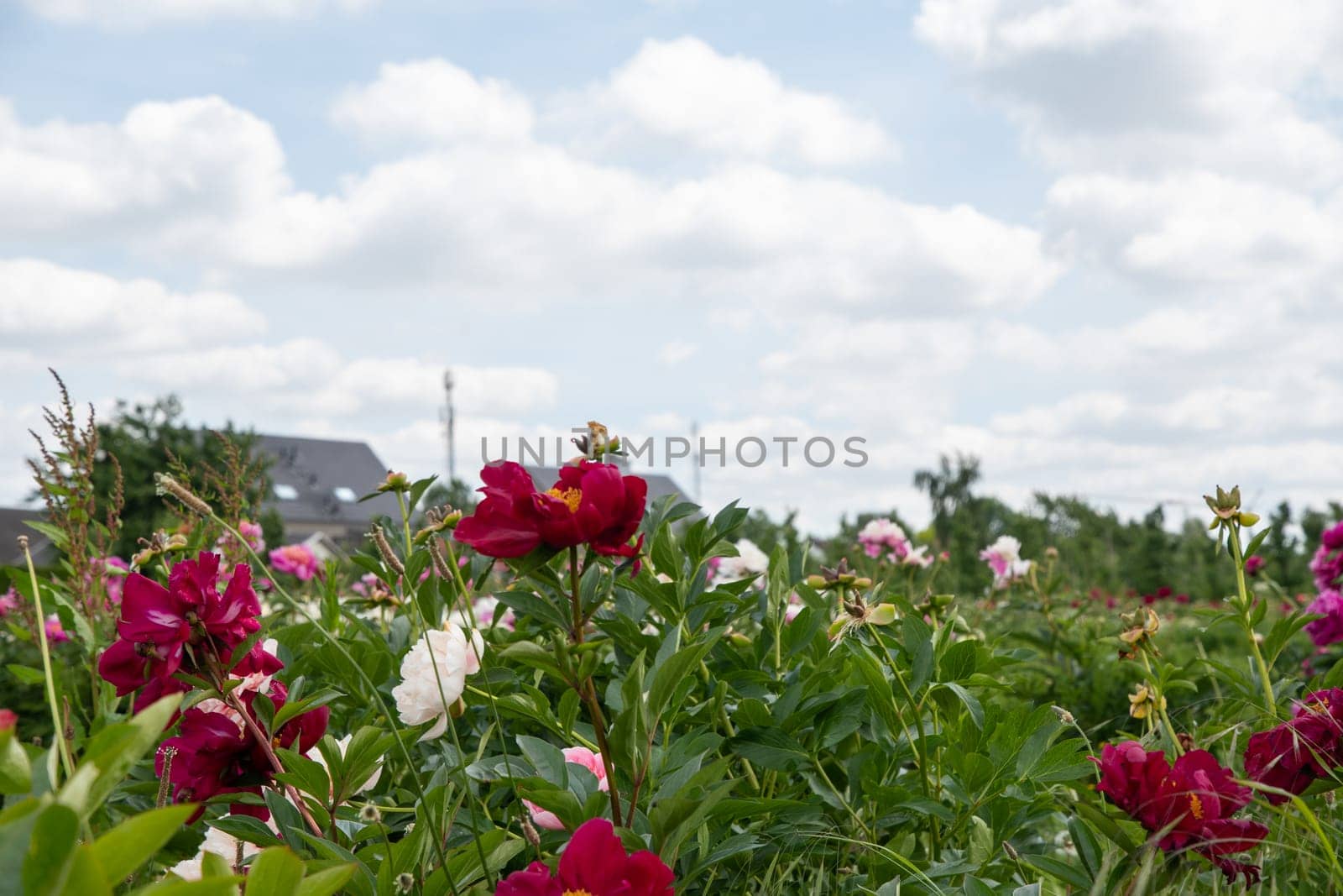 park with luxurious burgundy peony flowers against the background of green leaves and blue sky, blooming peonies, High quality photo