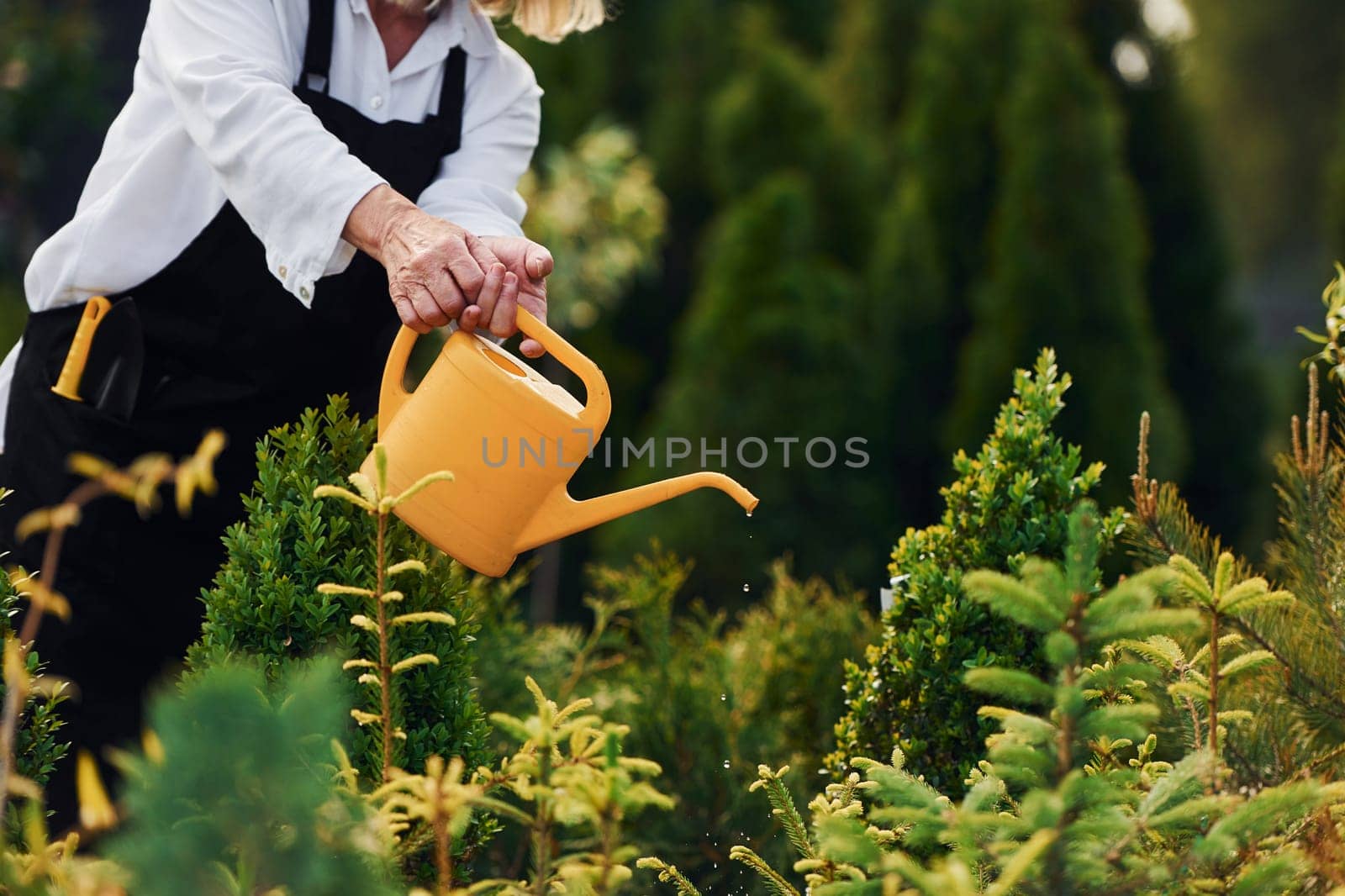 Using yellow colored watering can. Senior woman is in the garden at daytime. Conception of plants and seasons.