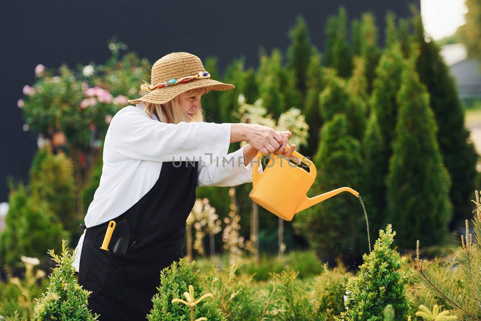 Using yellow colored watering can. Senior woman is in the garden at daytime. Conception of plants and seasons by Standret