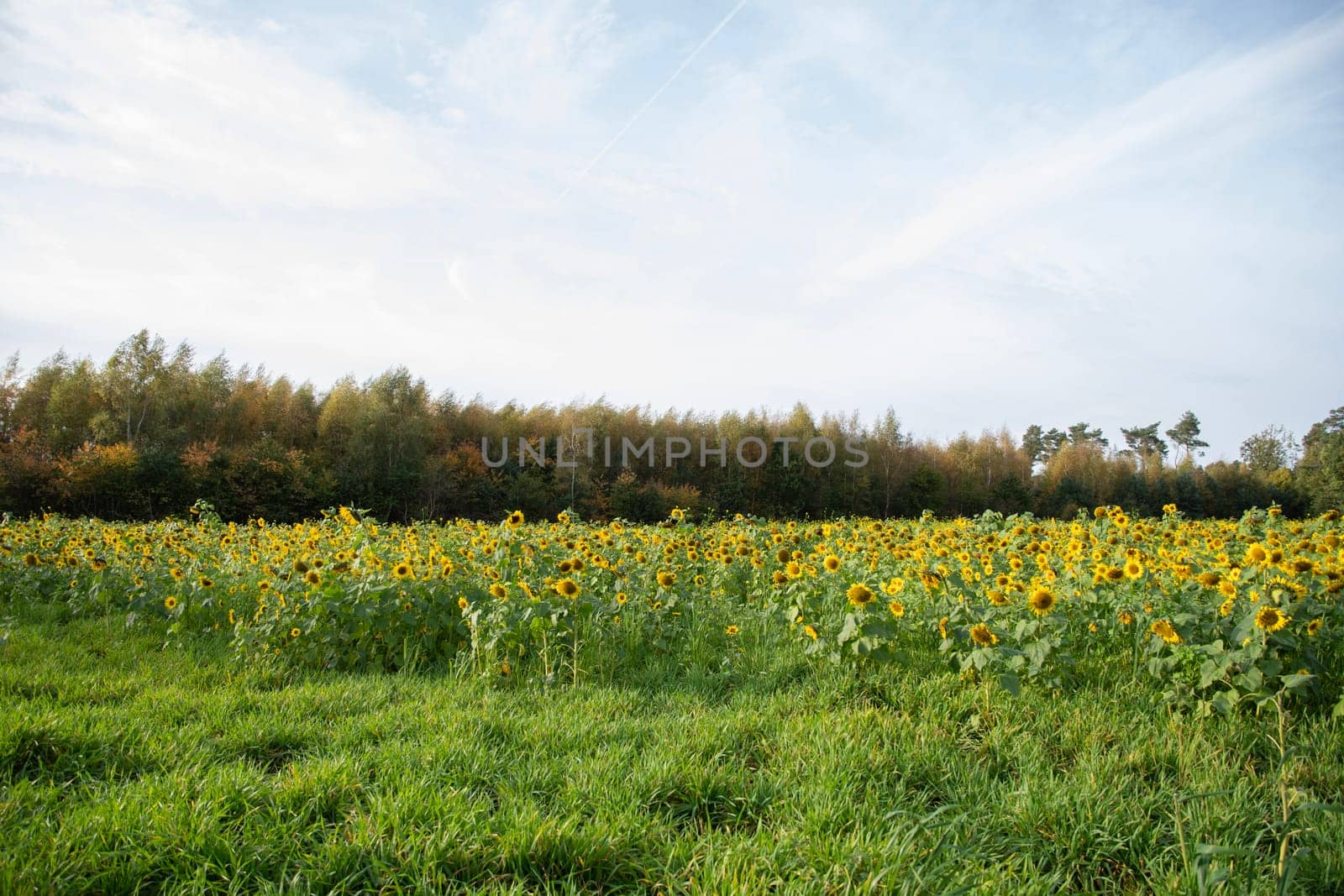 field with blooming sunflowers against the blue sky sunflower oilHigh quality photo