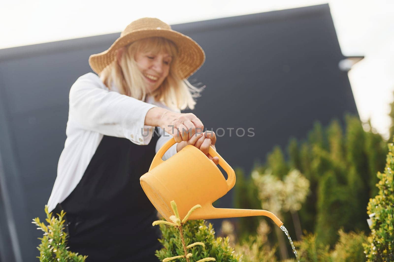 Using yellow colored watering can. Senior woman is in the garden at daytime. Conception of plants and seasons by Standret