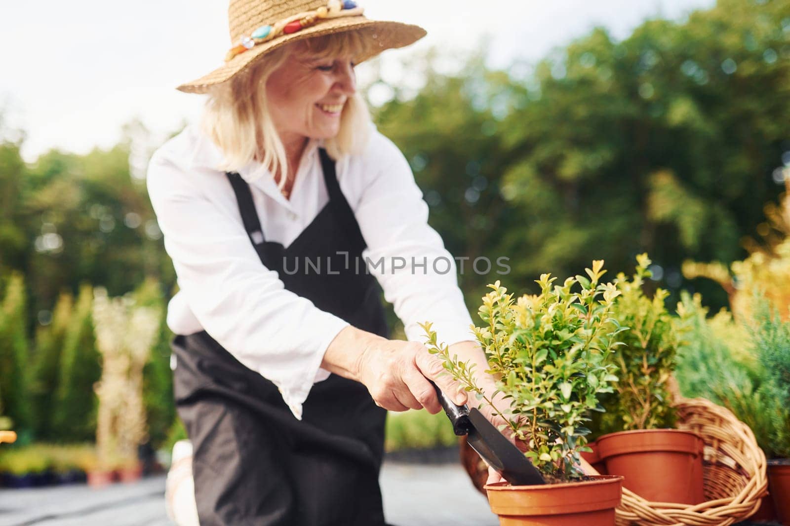 Working with plants in pots. Senior woman is in the garden at daytime. Conception of plants and seasons.