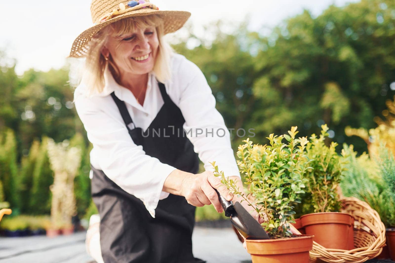 Working with plants in pots. Senior woman is in the garden at daytime. Conception of plants and seasons.