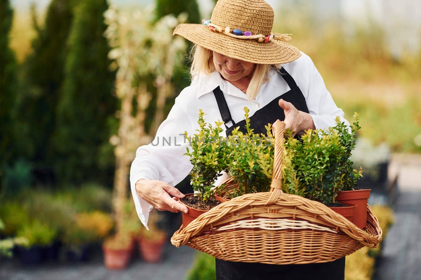 Taking plants in pots by using basket. Senior woman is in the garden at daytime. Conception of plants and seasons.