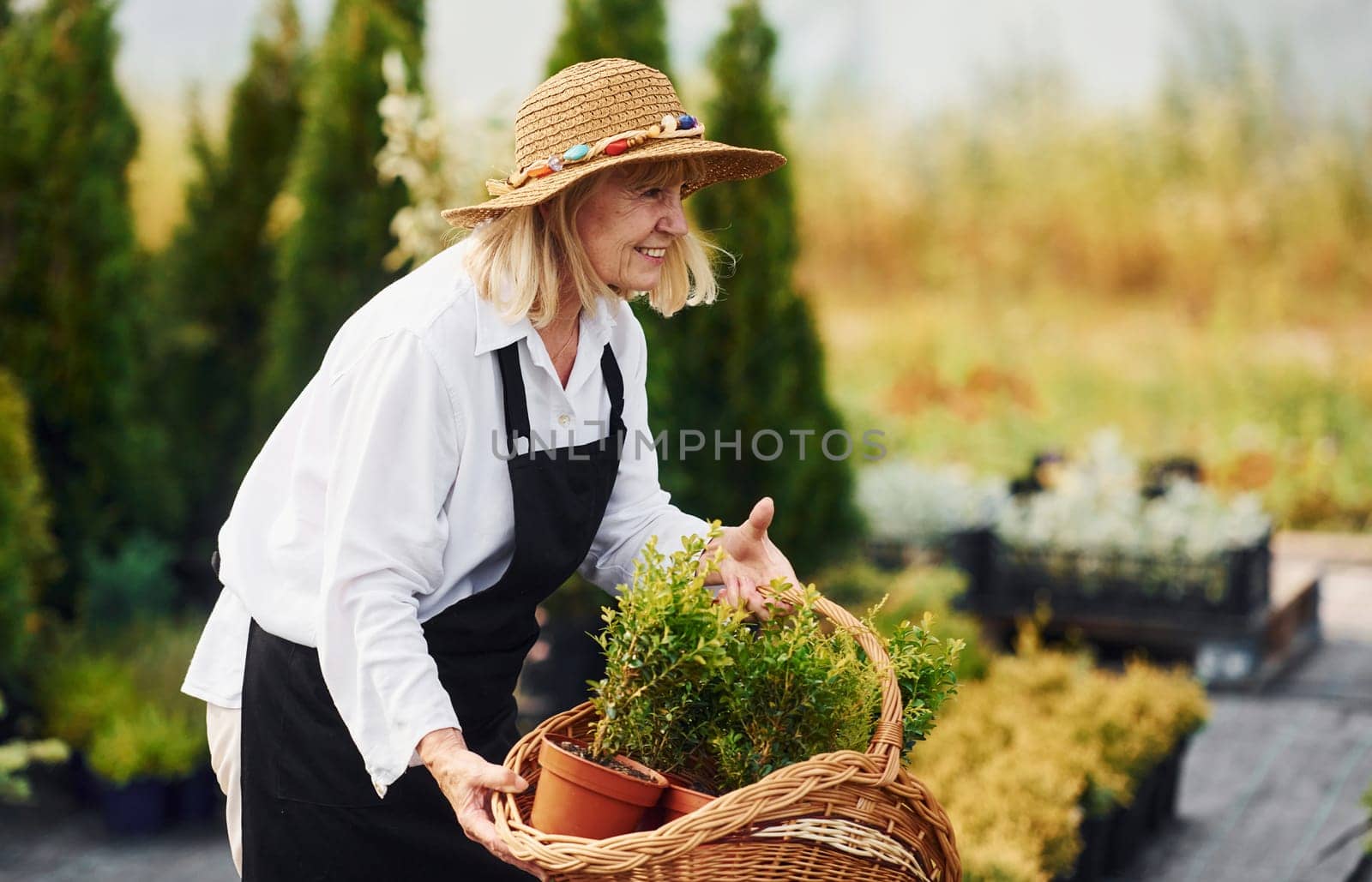 Taking plants in pots by using basket. Senior woman is in the garden at daytime. Conception of plants and seasons.