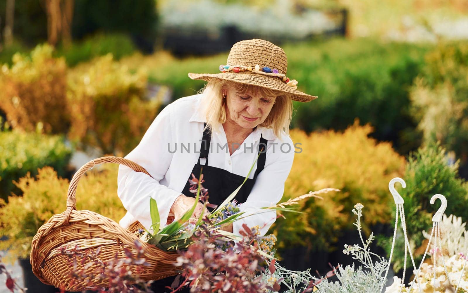 With basket in hands. Senior woman is in the garden at daytime. Conception of plants and seasons by Standret