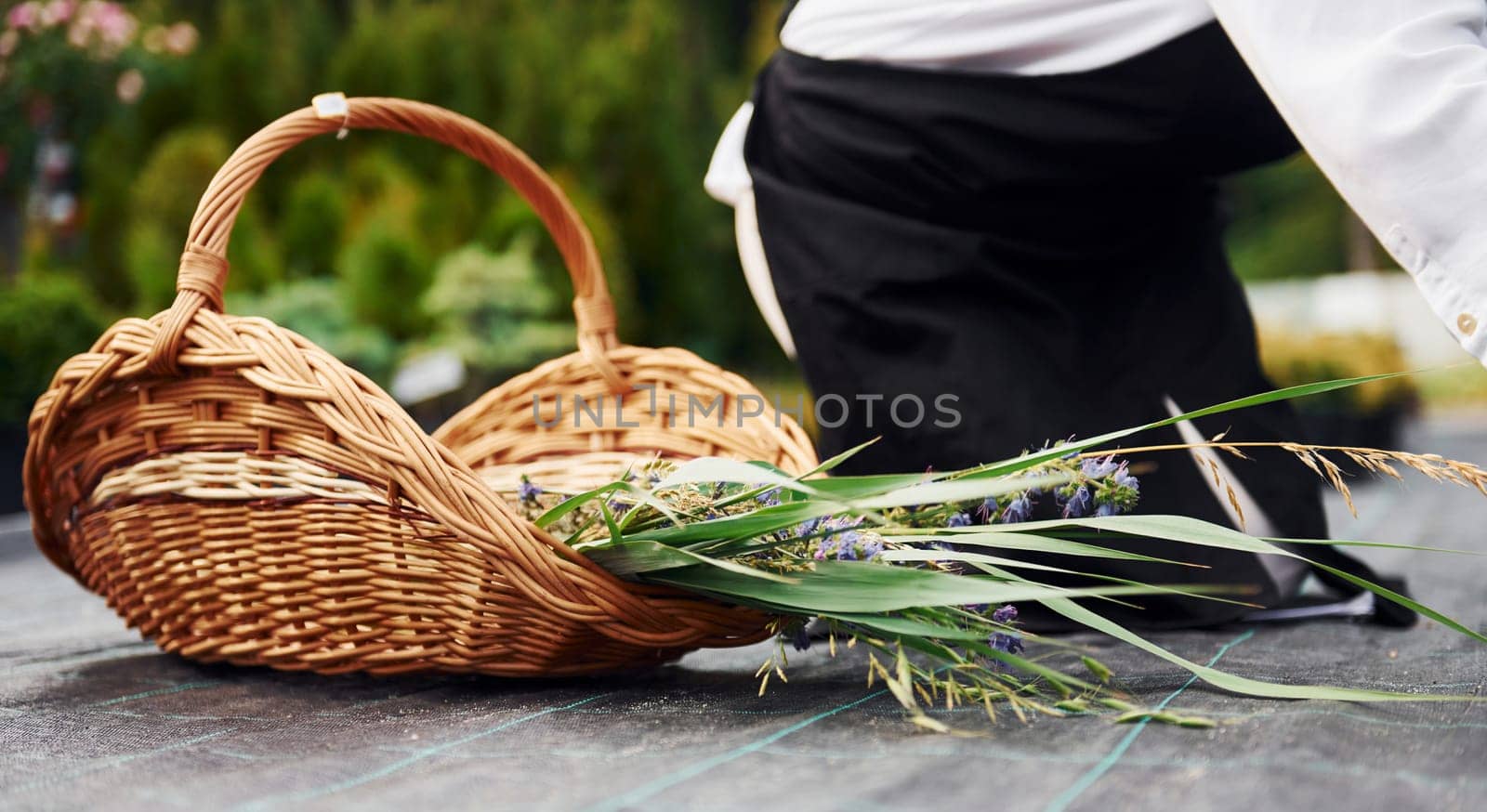Wooden basket. Senior woman is in the garden at daytime. Conception of plants and seasons by Standret