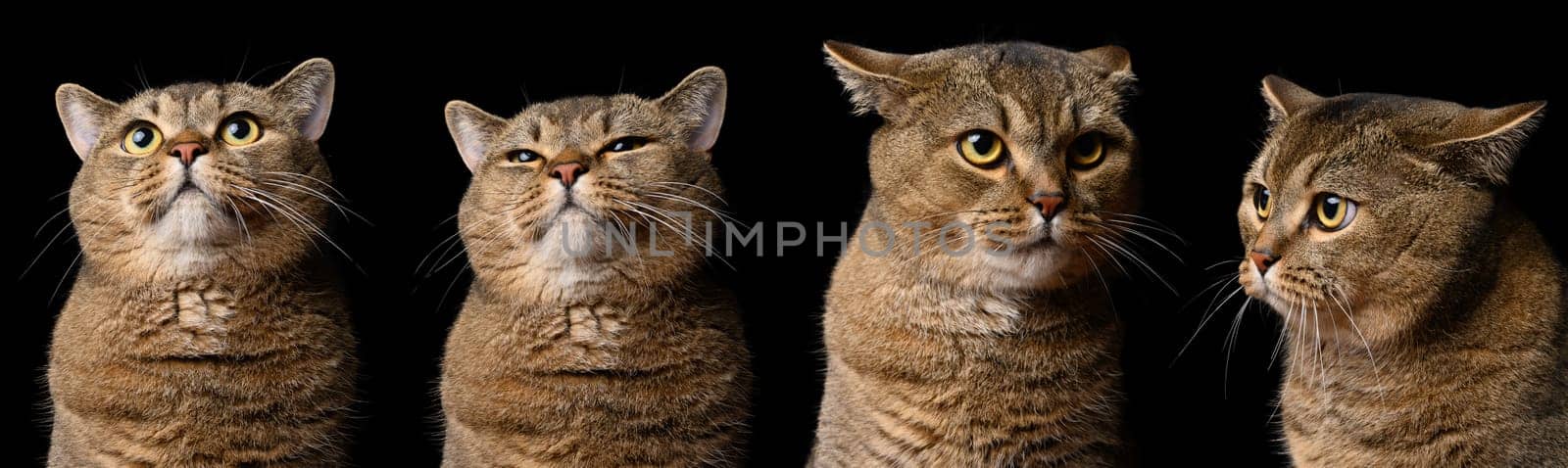 Adult gray cat of breed Scottish Straight with different poses and emotions on a black background, surprised, funny by ndanko