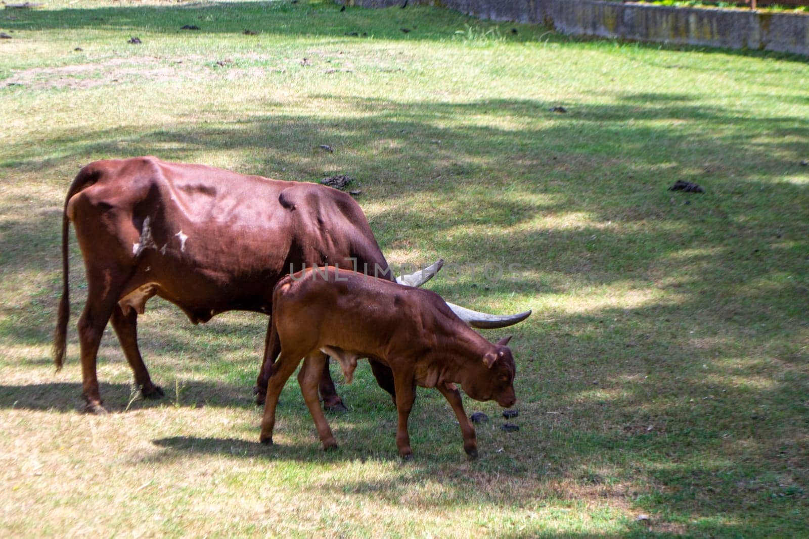 A brown cow Ankole with a large horn is eating grass. High quality photo