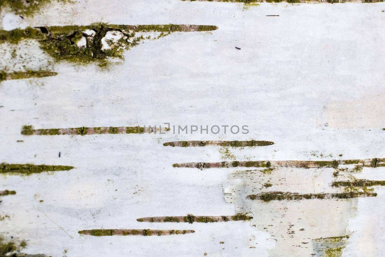 Birch tree texture close up, bstract nature background close up, macro photo