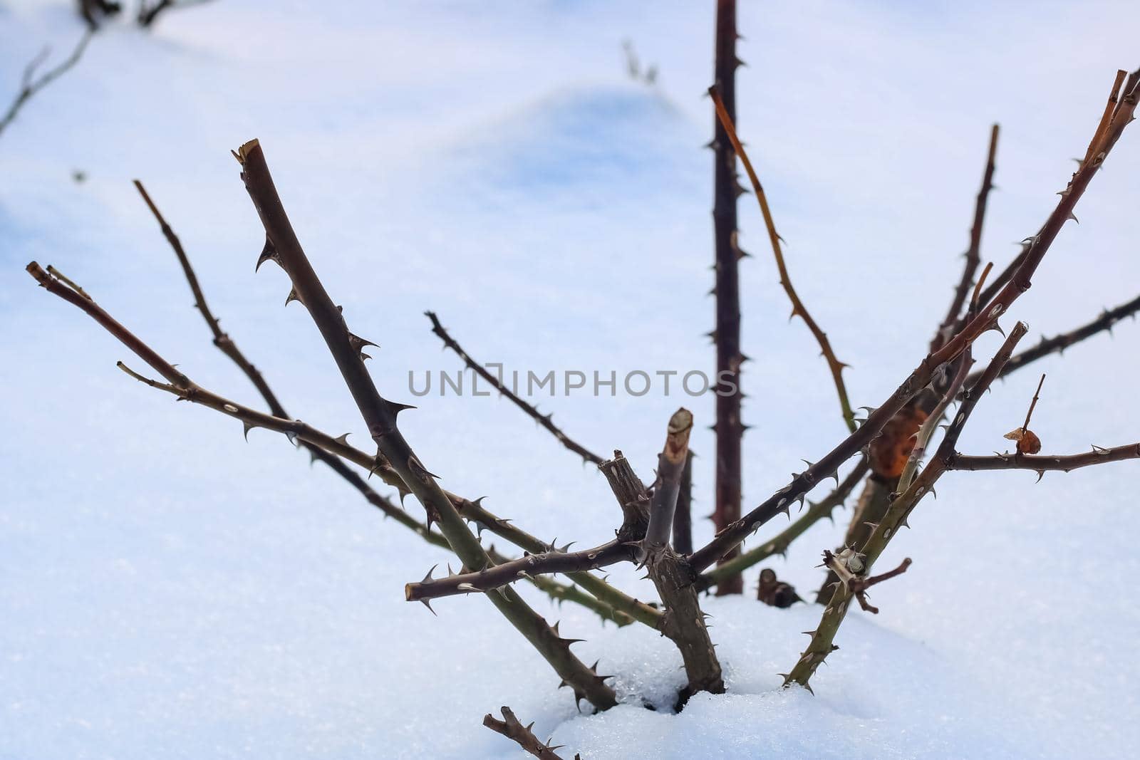 Wild rose thorn over winter close up on snow background