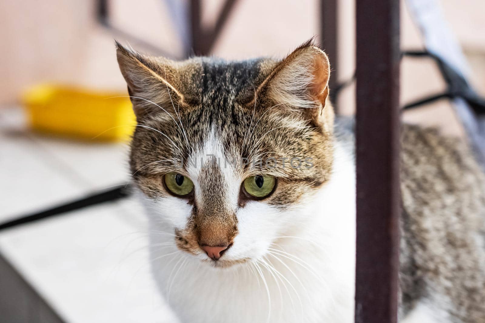 White cat with gray ears and green eyes close up