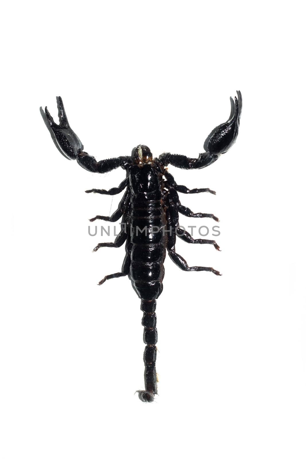 Black scorpion close up, isolate on a white background