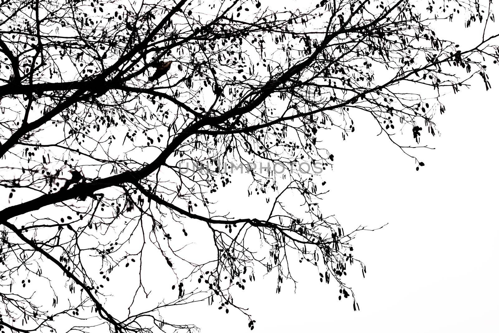 Silhouettes of tree branches against a white, background