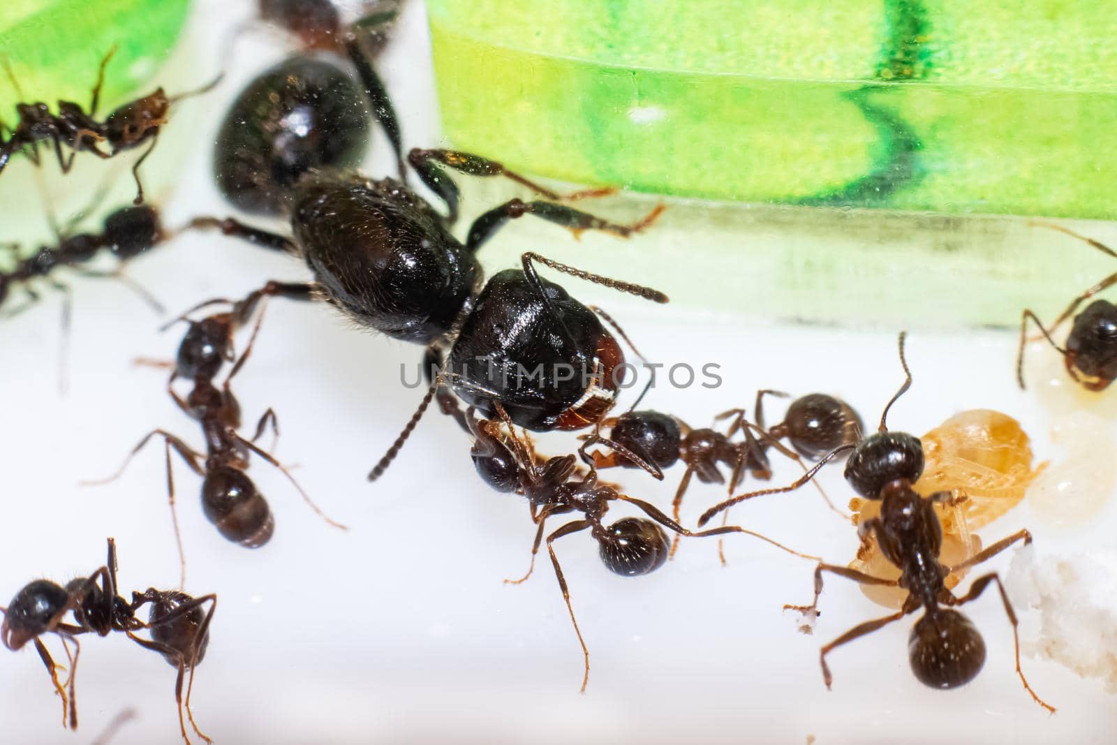 Queen ant Messor Structor in formicaria close up