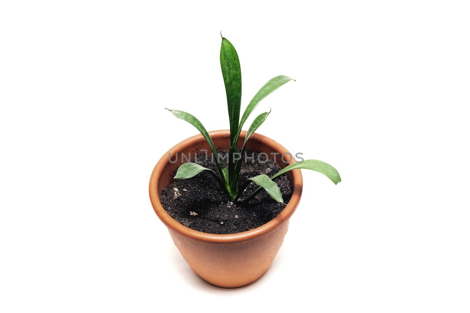 Potted home plant close up isolated on white background