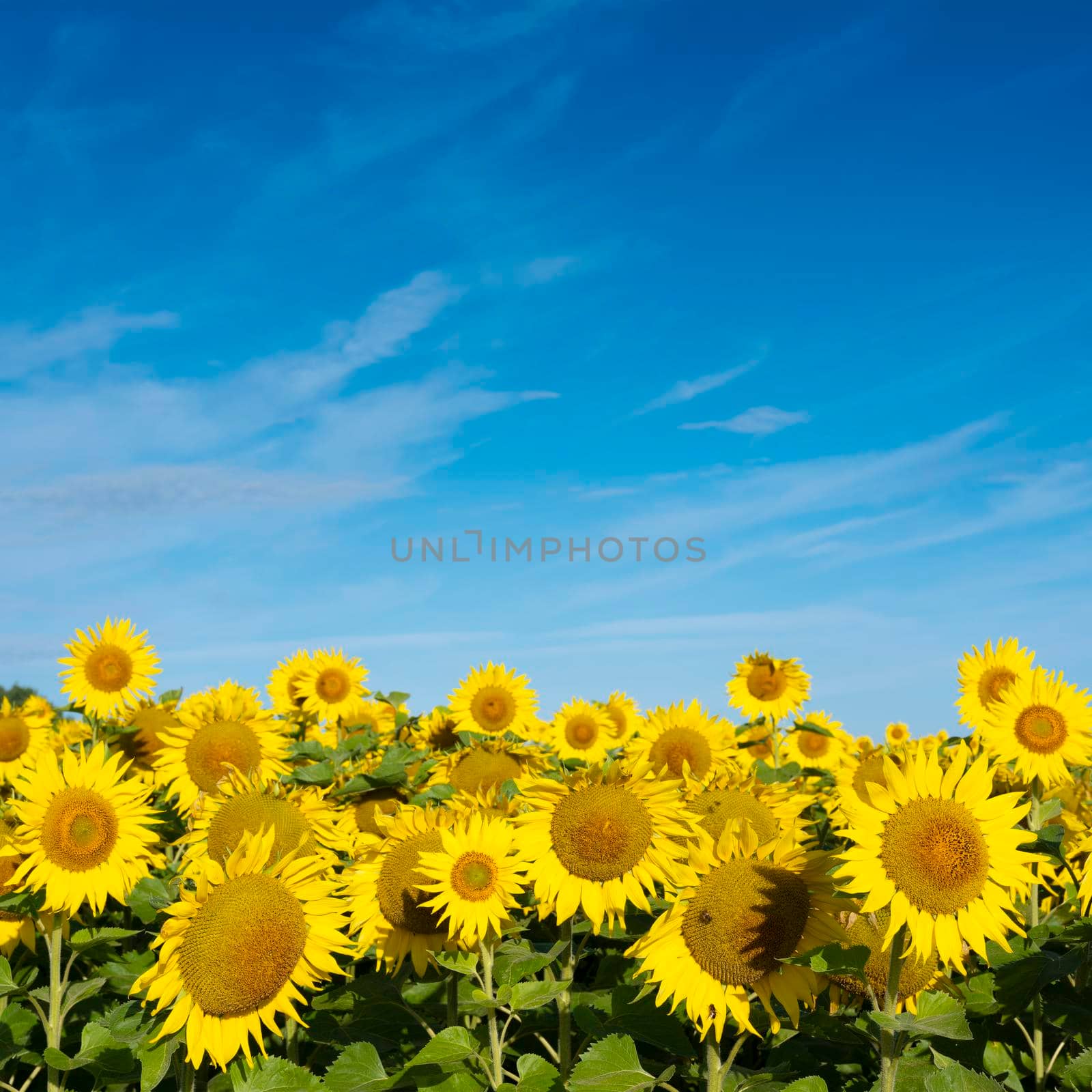 yellow sunflowers bloom in french field under blue sky by ahavelaar