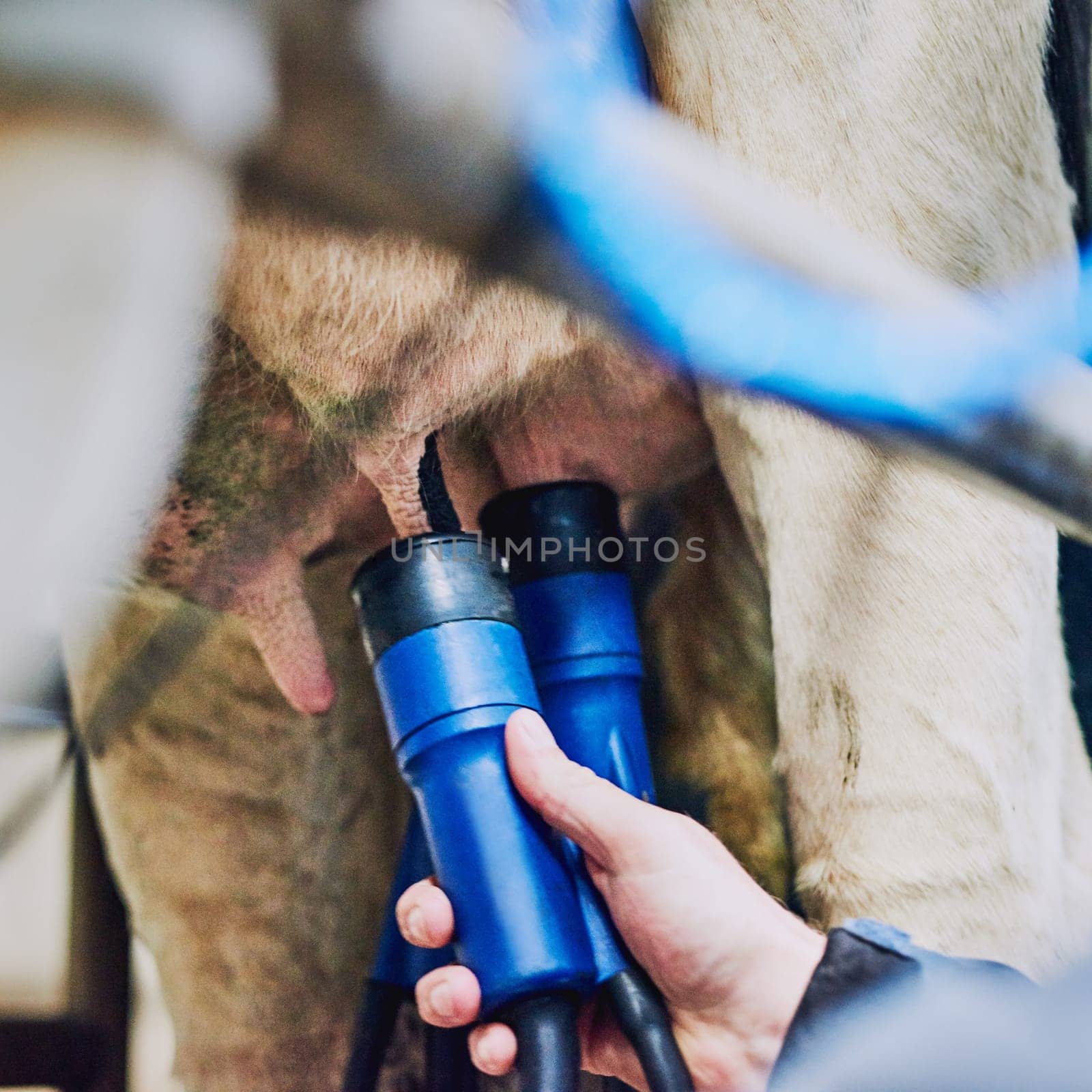 Getting the milk from the udder. Low angle shot of a cow being mechanically milked on a dairy farm. by YuriArcurs