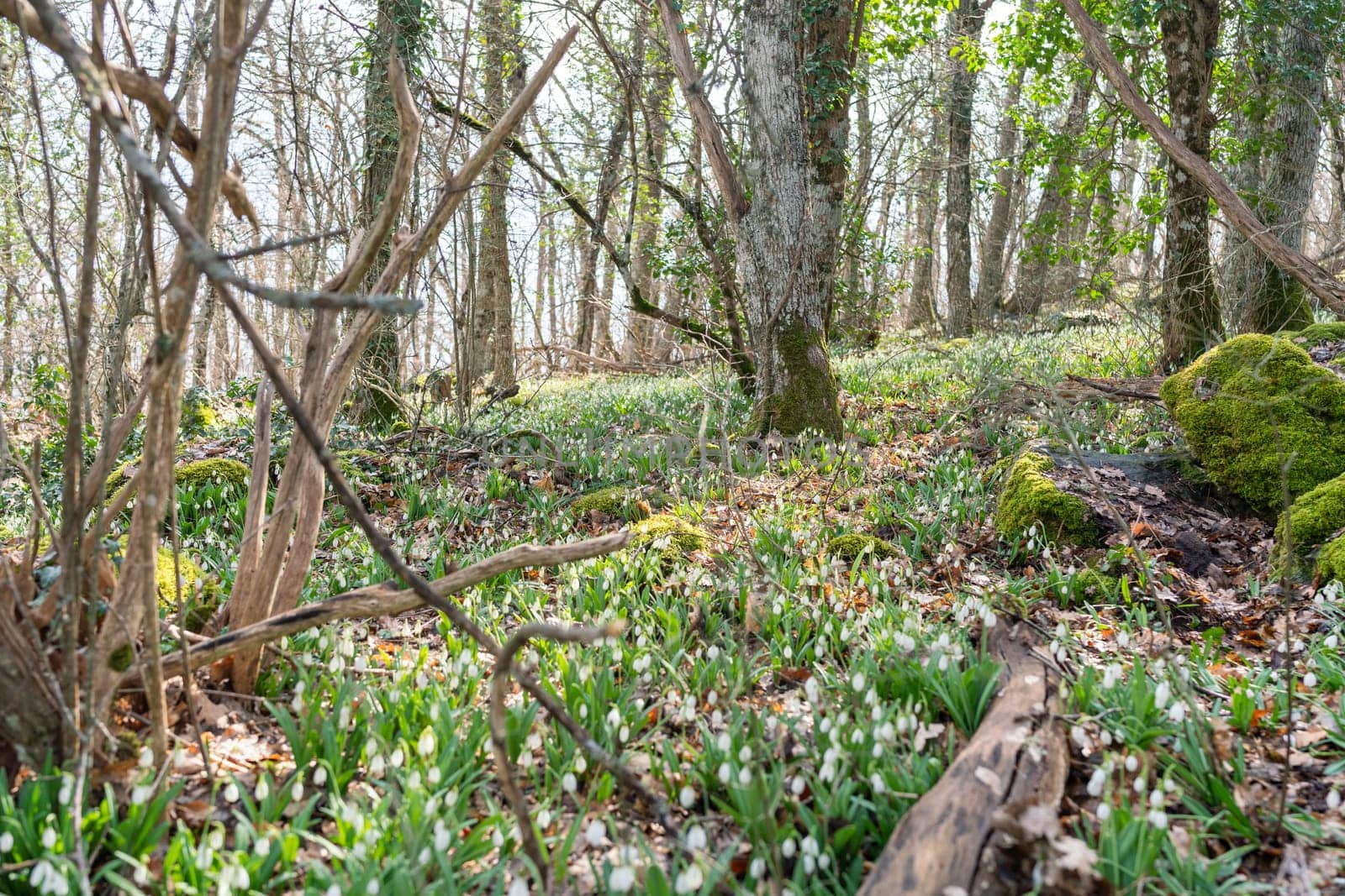 White snowdrops in the early spring in the forest. Beautiful footage of galanthus commonly known as snowdrop.