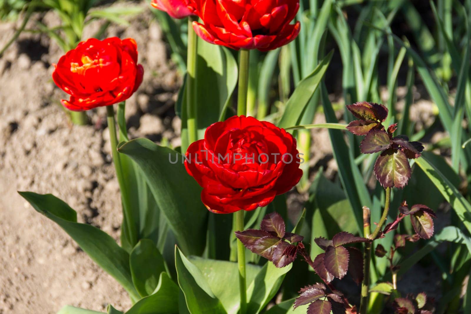 close-up of blooming red tulips. tulip flowers with deep red petals. forming flower arrangement background. by Alla_Yurtayeva