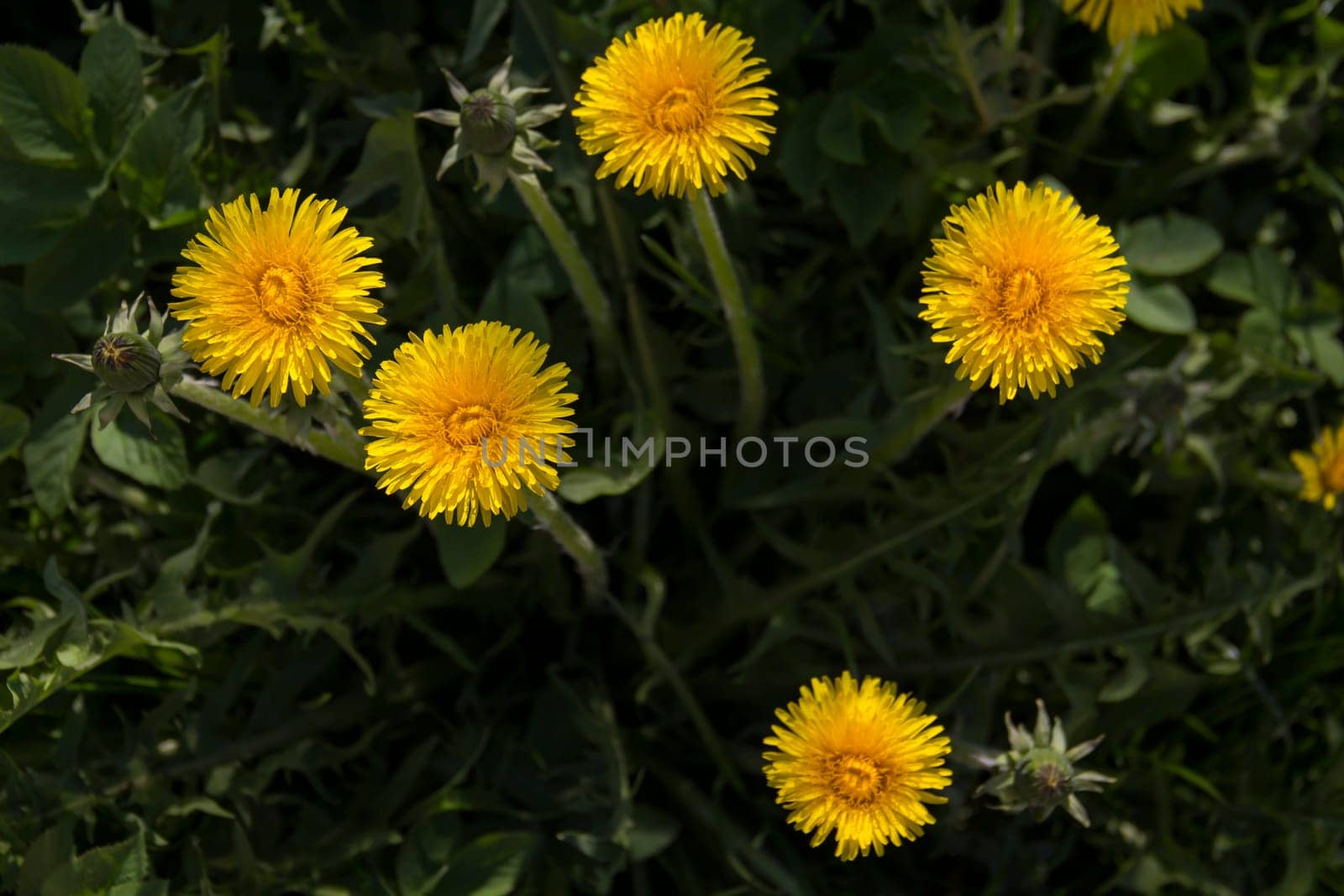 Yellow flowers of dandelions in green backgrounds. Spring and summer background. by Alla_Yurtayeva