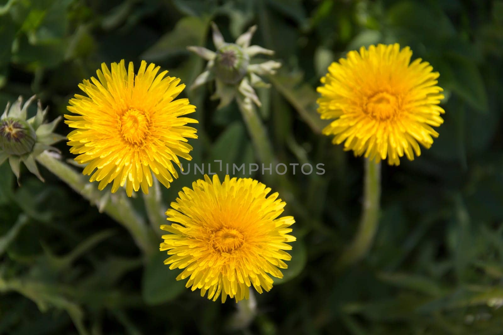 Yellow flowers of dandelions in green backgrounds. Spring and summer background by Alla_Yurtayeva