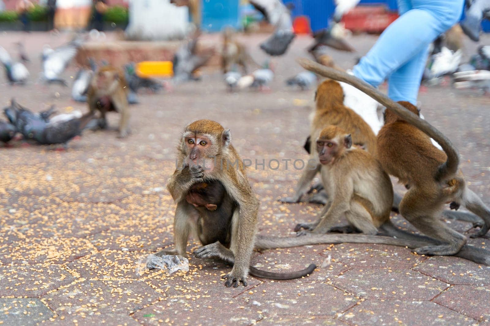 Wild monkeys at the entrance to the Batu Caves take food from the pigeons that visitors feed.