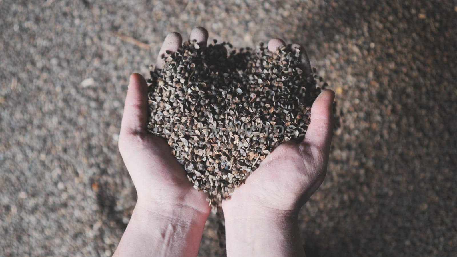 A man picks up unprocessed buckwheat groats in a warehouse