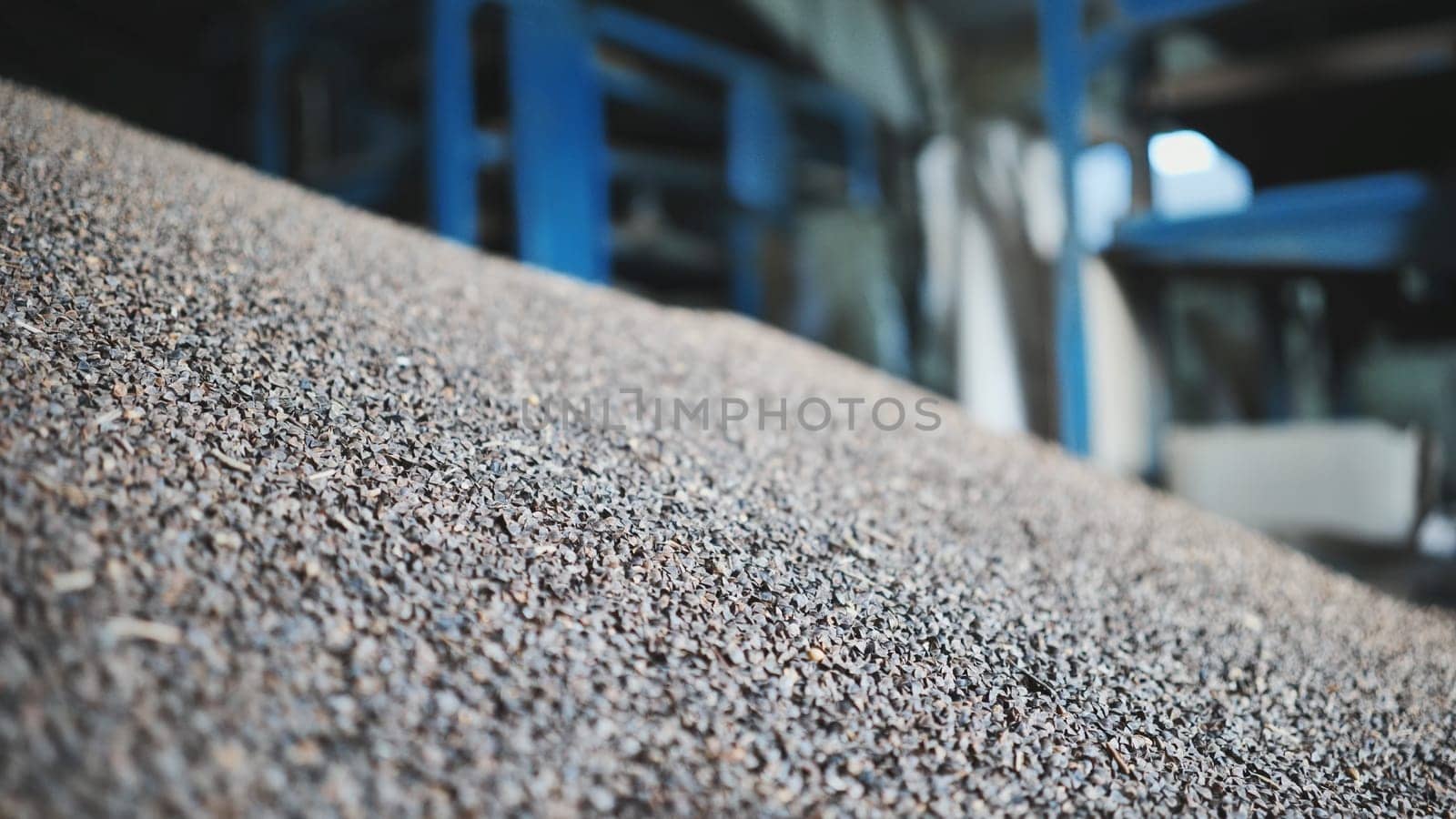 Unprocessed buckwheat groats in stock