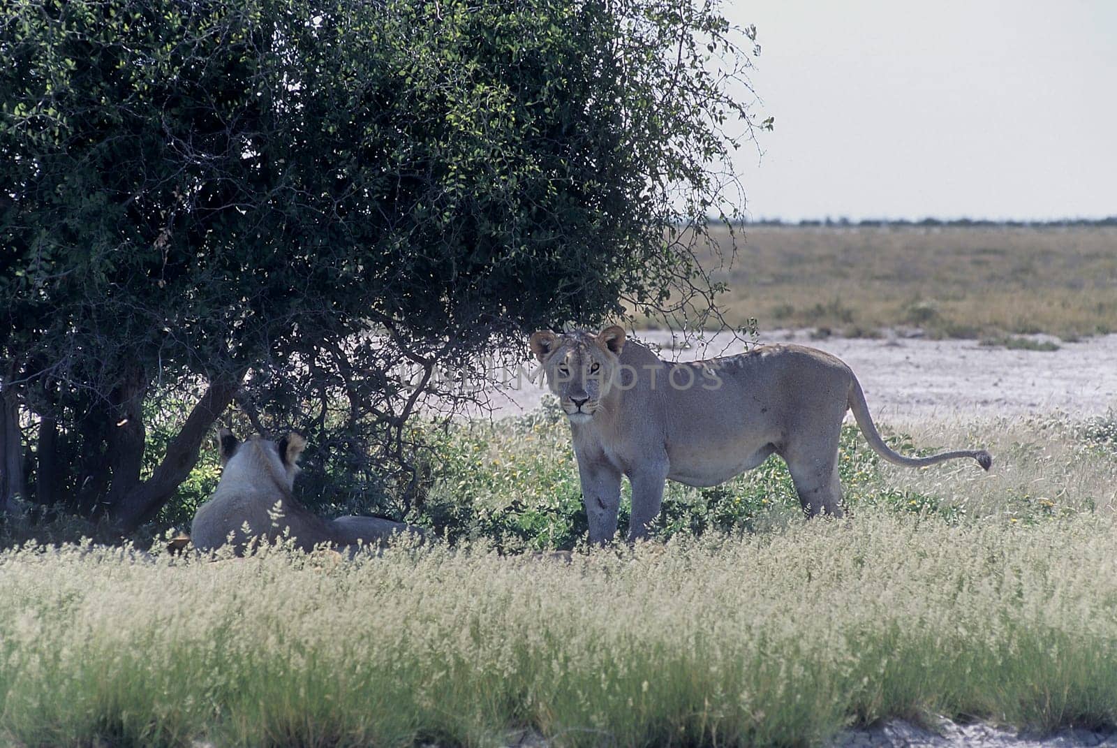 Lion, (Panthera leo), Africa, Namibia, Oshikoto, Etosha National Park