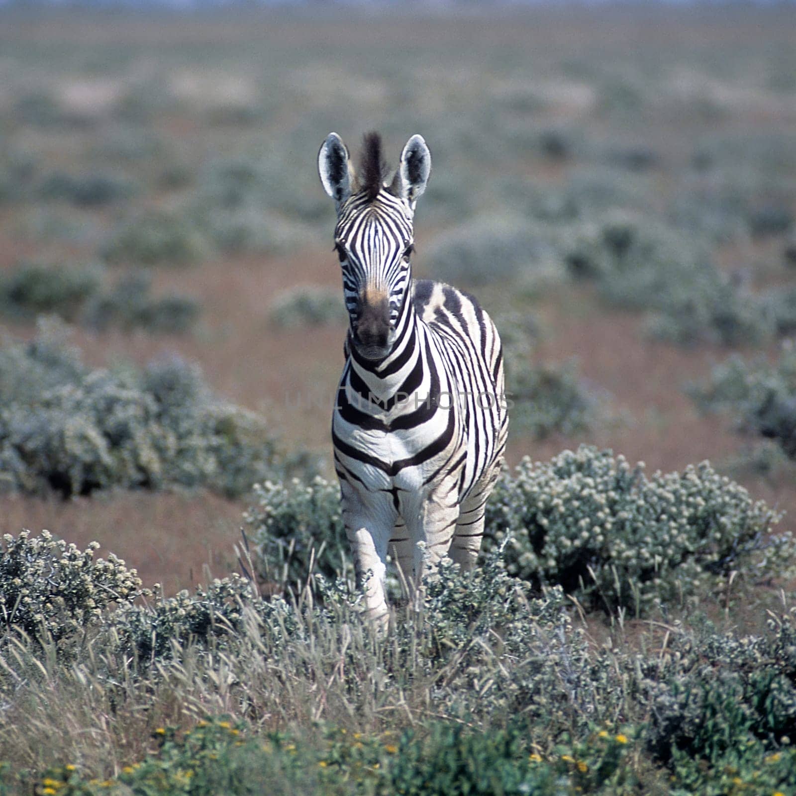 Plains Zebra, (Equus burchellii), Africa, Namibia, Oshikoto, Etosha National Park