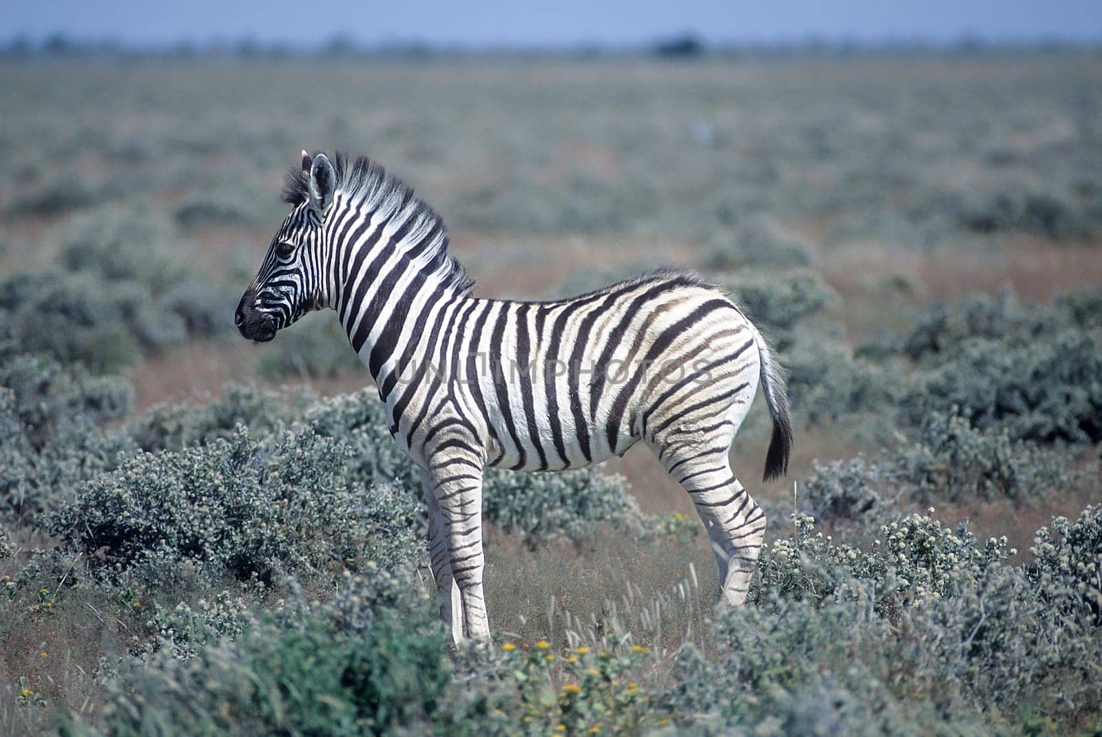 Plains Zebra, (Equus burchellii), Africa, Namibia, Oshikoto, Etosha National Park