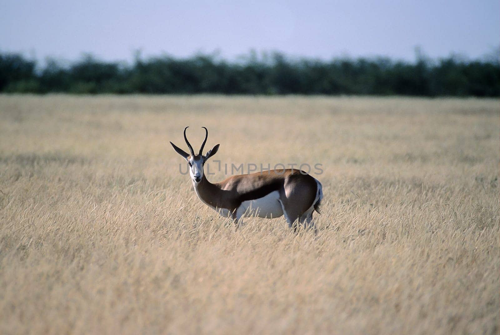 Springbok, (Antidorcas marsupialis), Africa, Namibia, Oshikoto, Etosha National Park