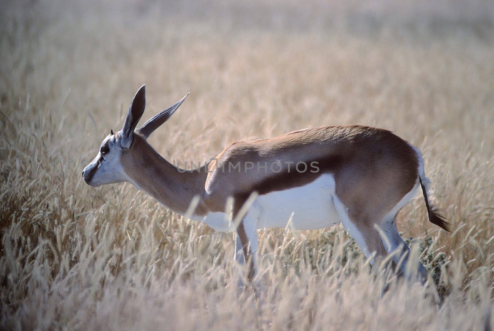 Springbok, (Antidorcas marsupialis), Africa, Namibia, Oshikoto, Etosha National Park