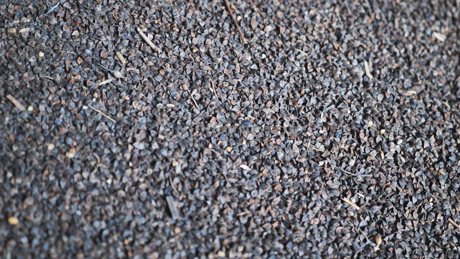 Unprocessed buckwheat groats in stock